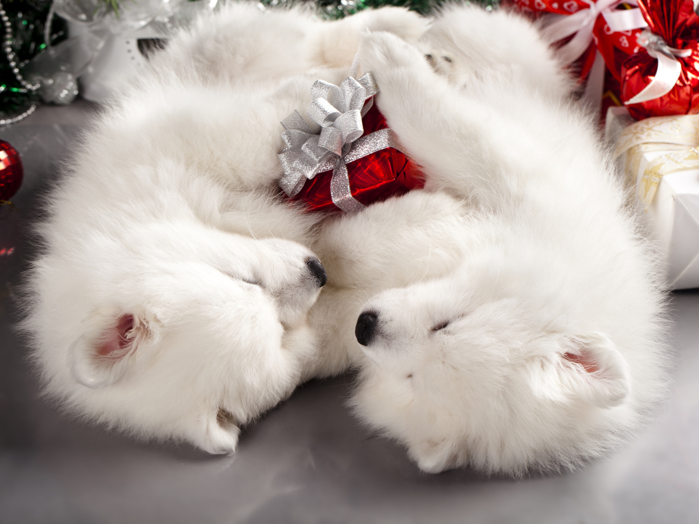 Два белых шпица с новогодними подарками,  символ Нового года 2018