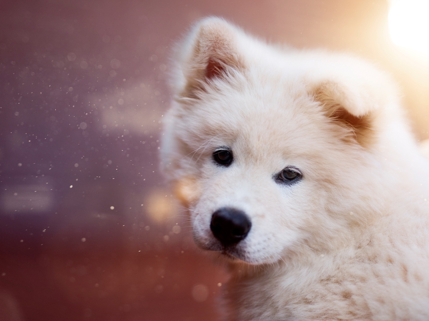 Белый пушистый щенок самоедской собаки