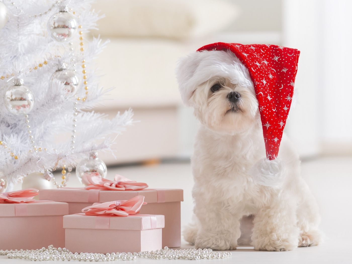 Белый щенок в шапке Деда Мороза под елкой с подарками,  символ нового года 2018