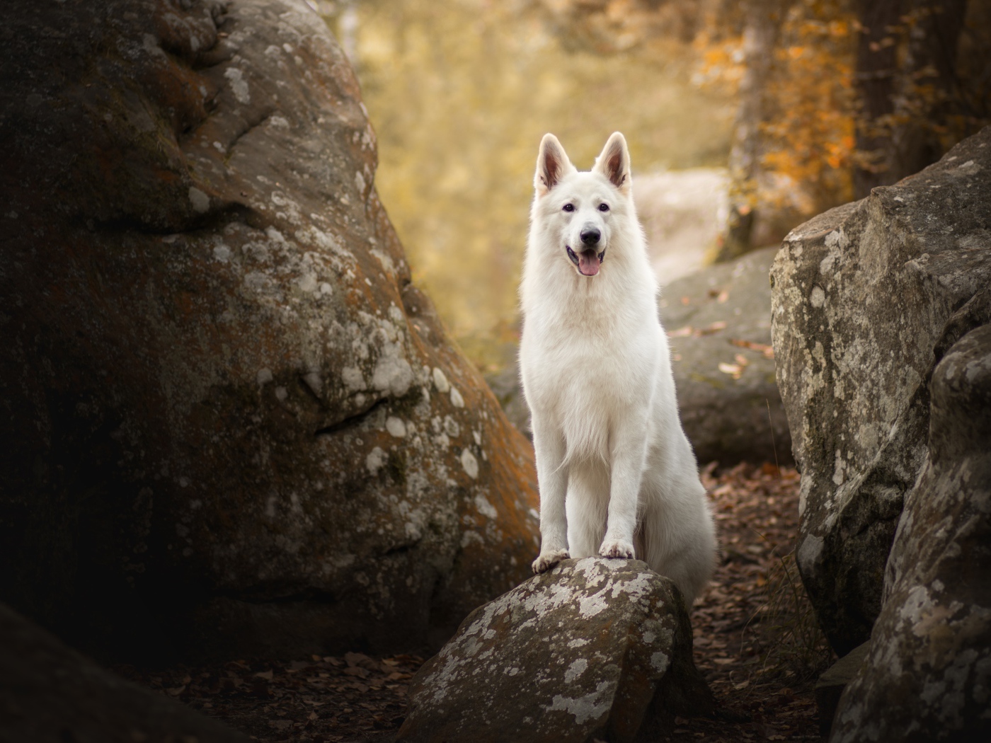 Белая овчарка с высунутым языком стоит на камне