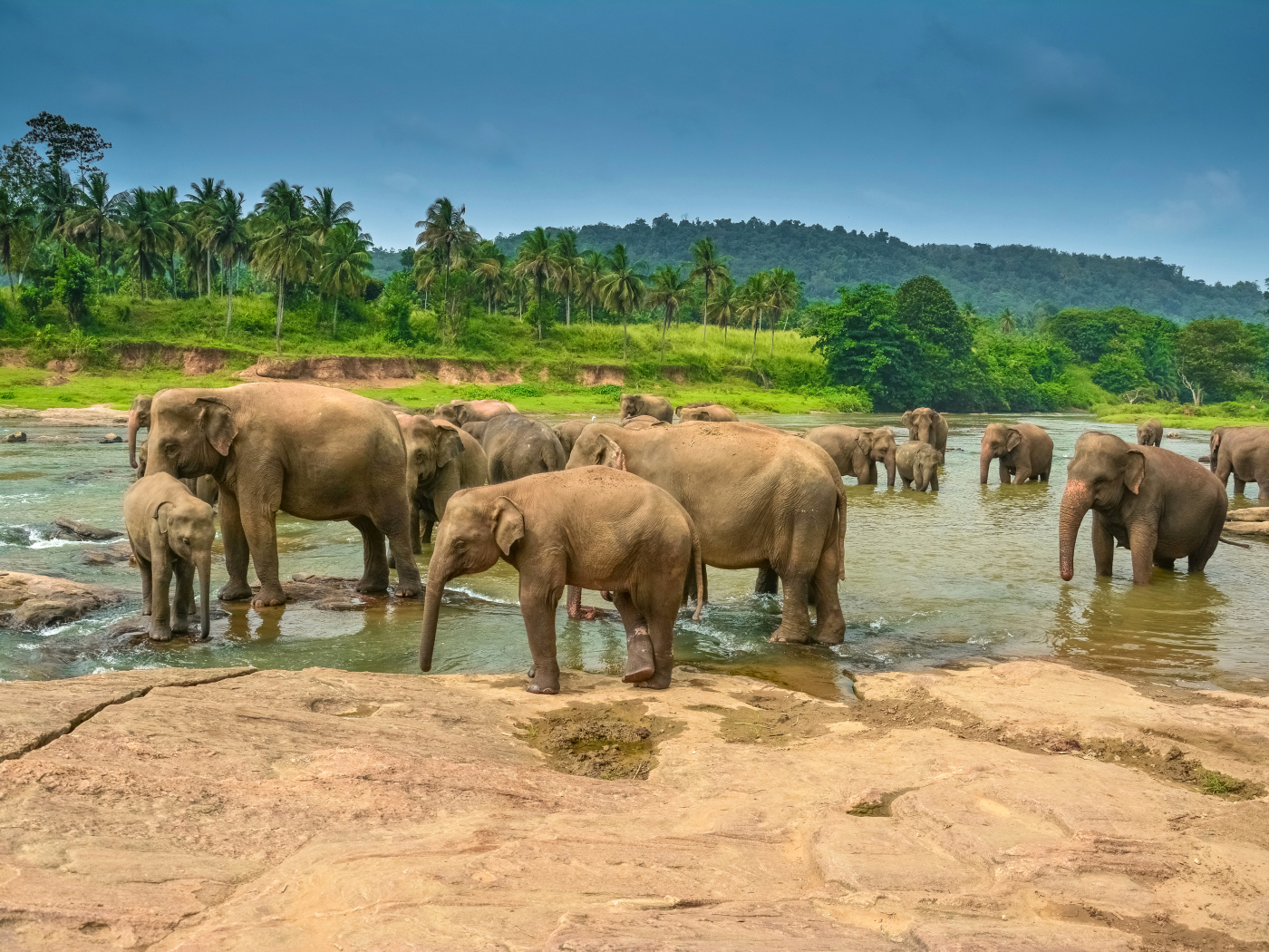 Стадо слонов купается в водоеме