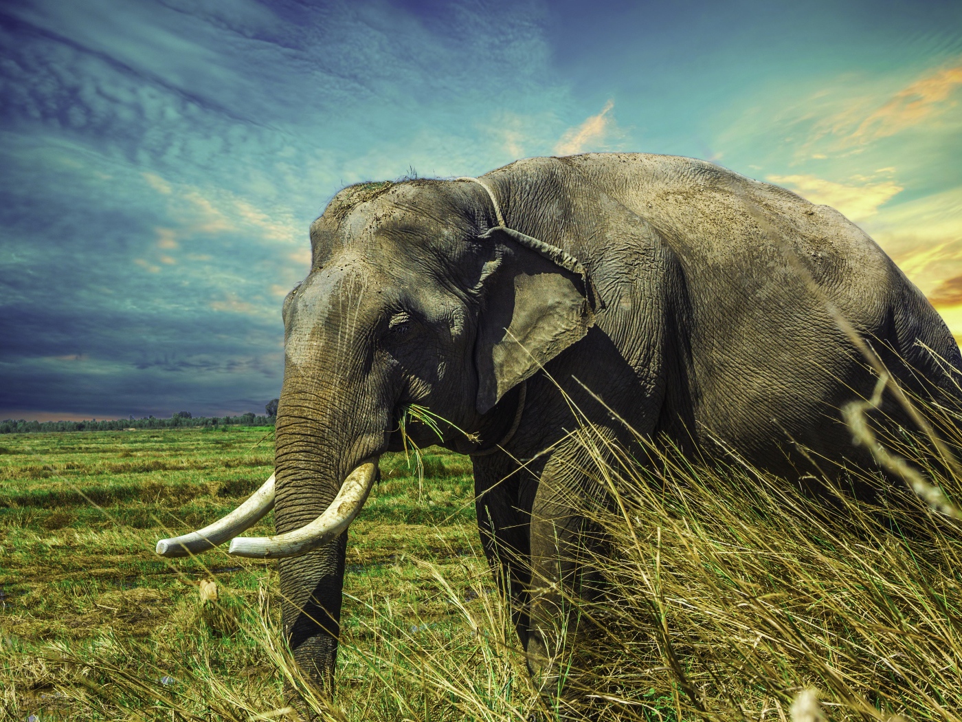 Большой серый слон идет по зеленой траве под голубым небом