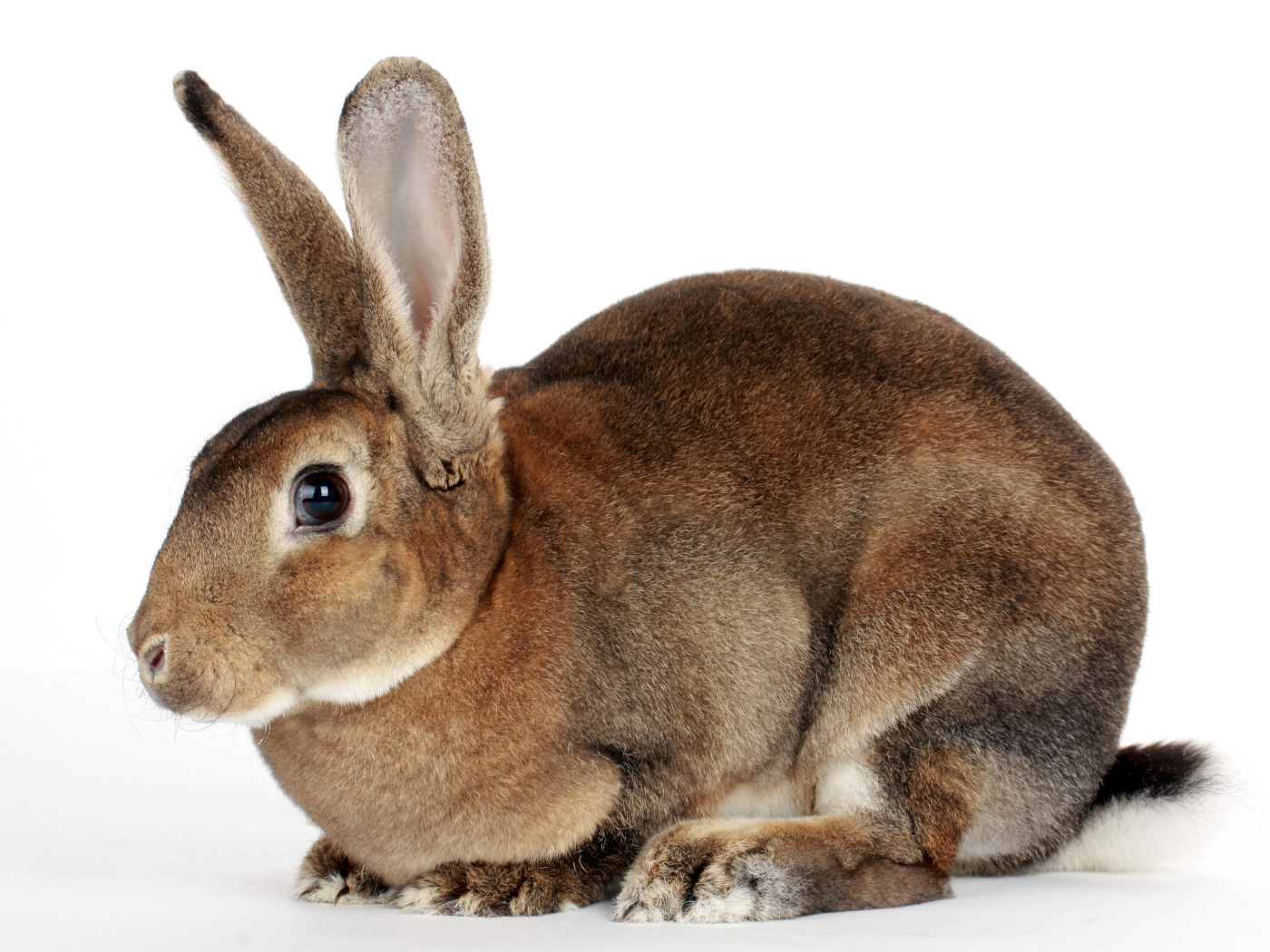Большой кролик на белом фоне