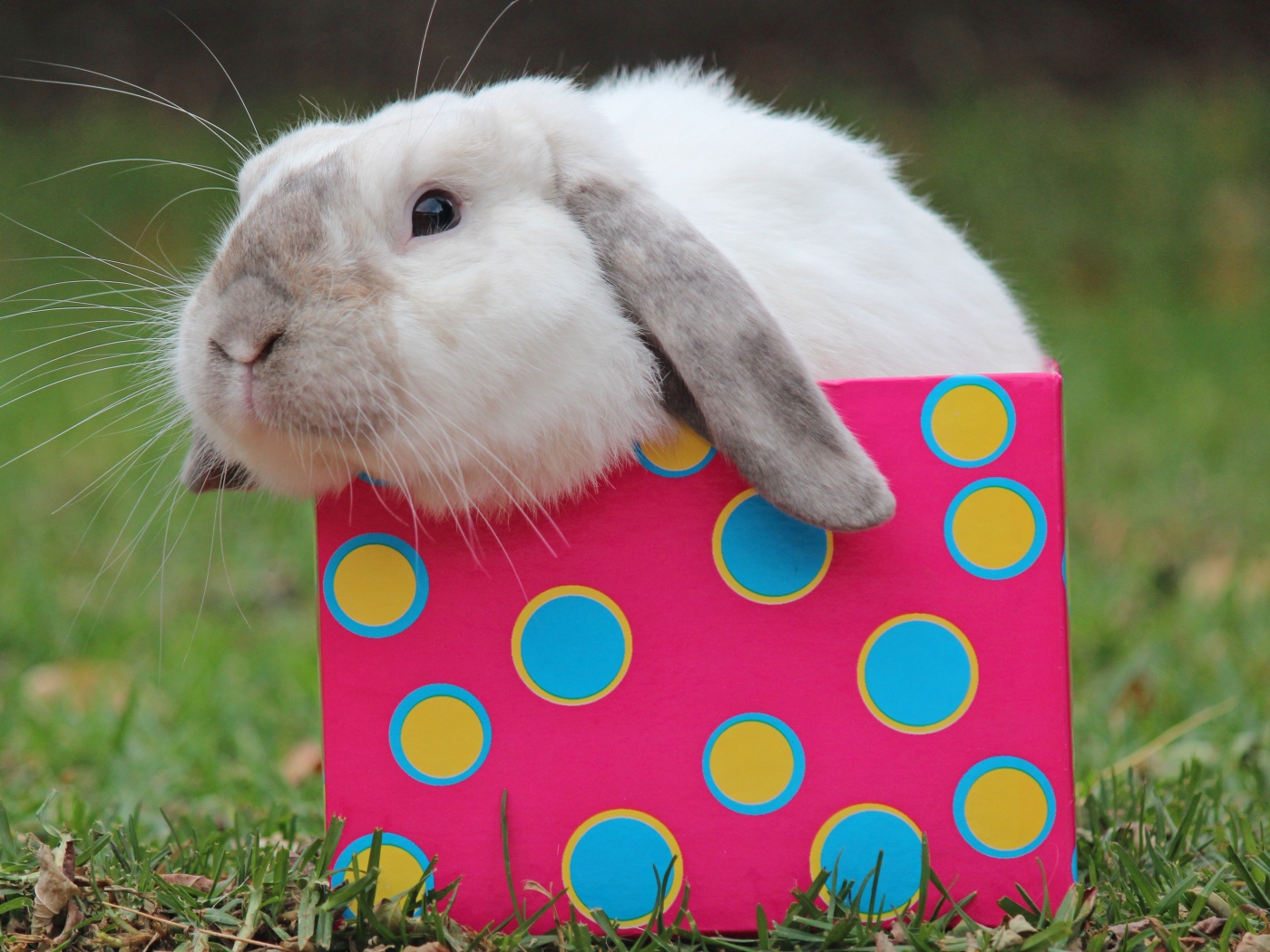 Забавный декоративный кролик сидит в разноцветной коробке