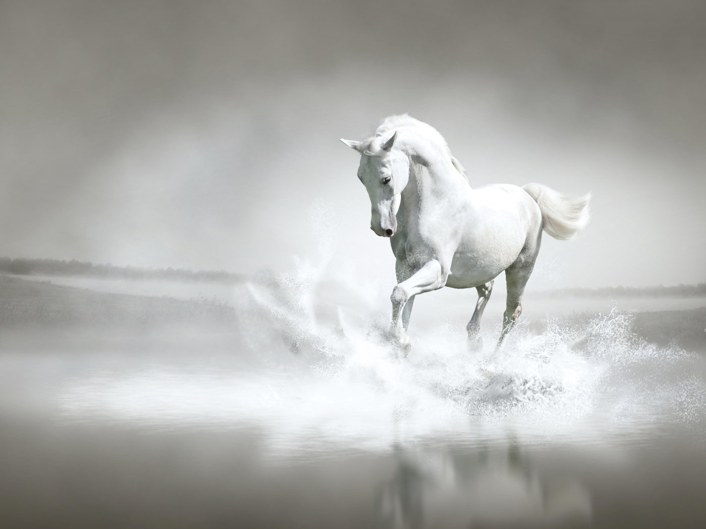 Красивый белый конь бежит по воде