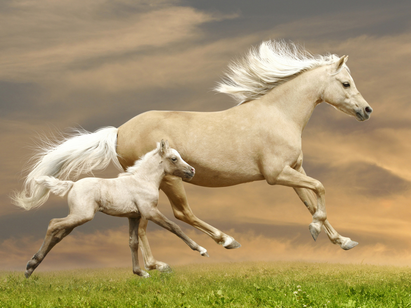 Красивая лошадь с жеребенком скачут по зеленой траве