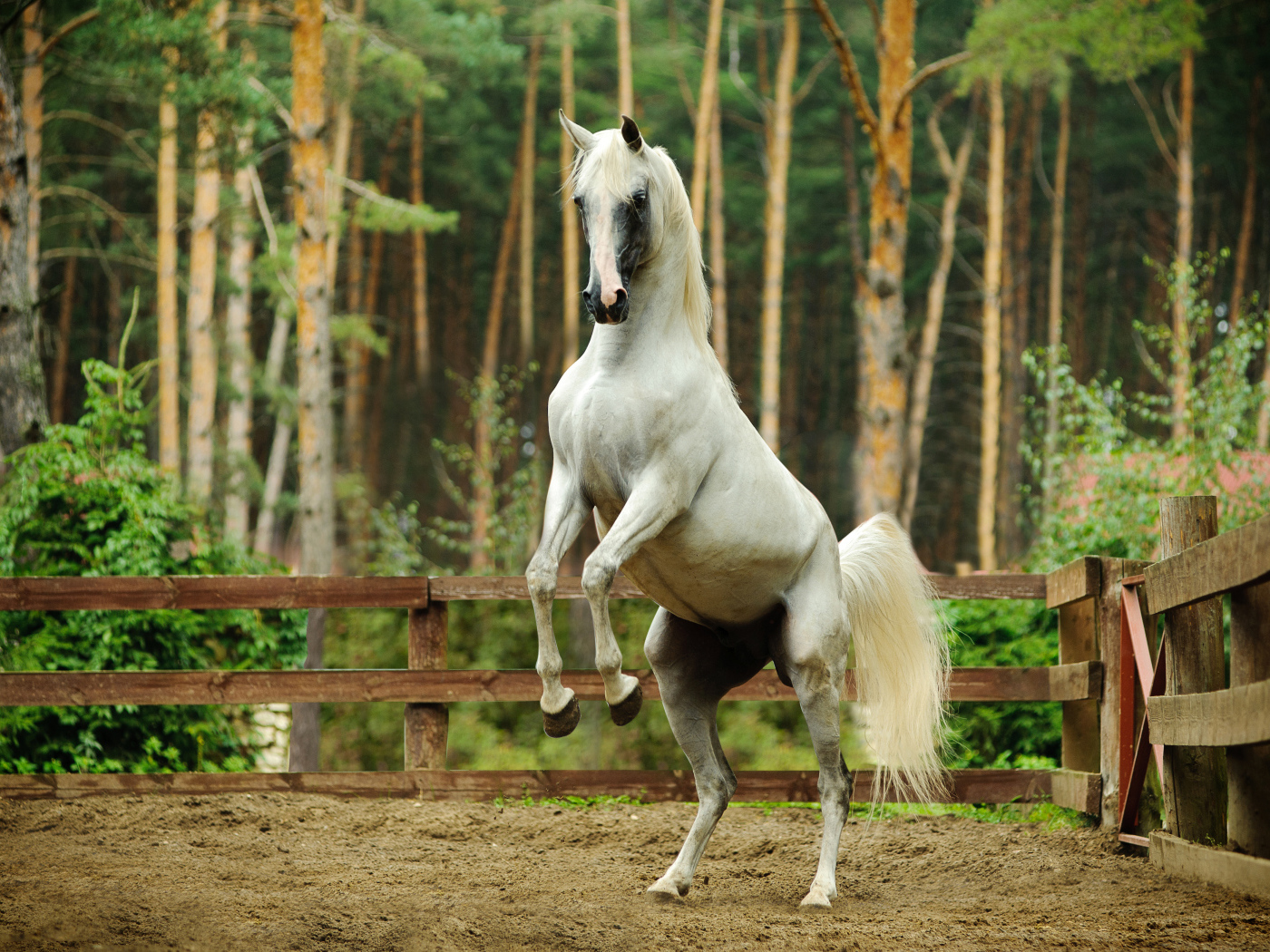 Белый конь встал на дыбы 