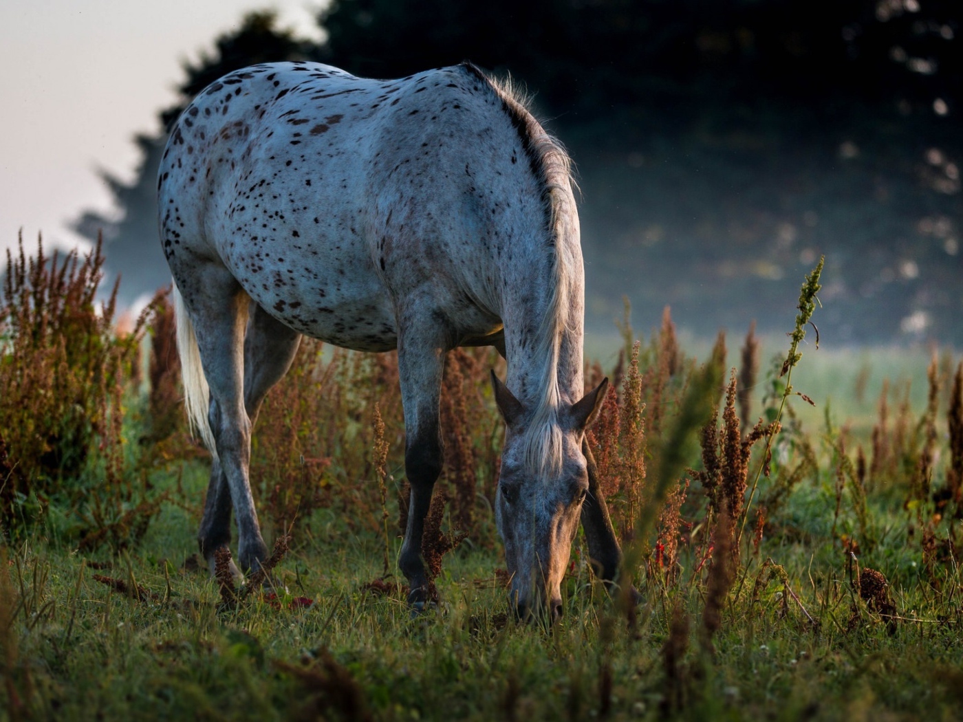 Белая пятнистая лошадь пасется на траве