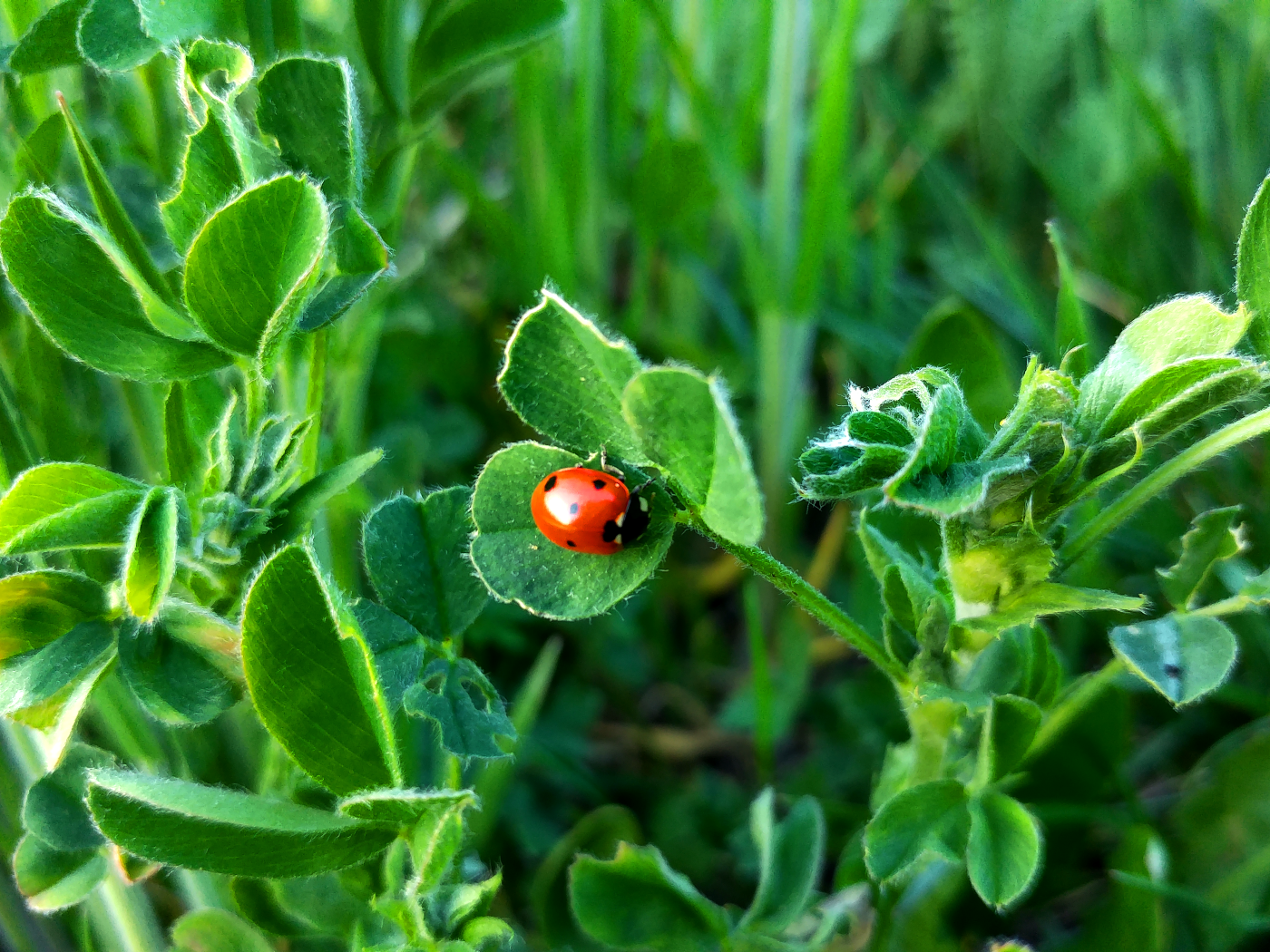 Маленькая божья коровка на зеленом листе травы 