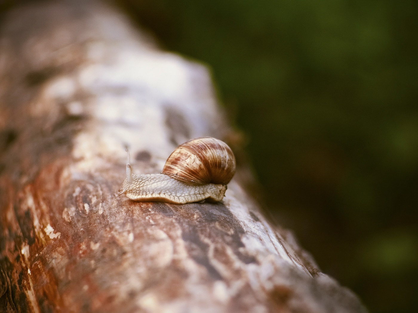 Улитка сидит на сухом стволе дерева