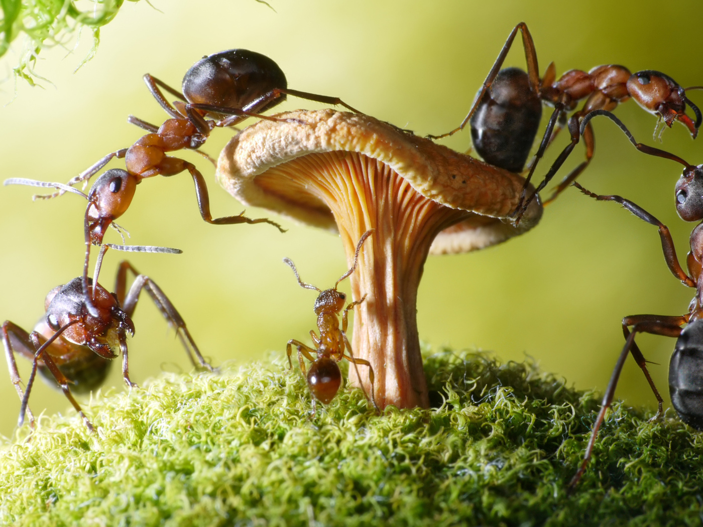 Муравья на грибе крупным планом 