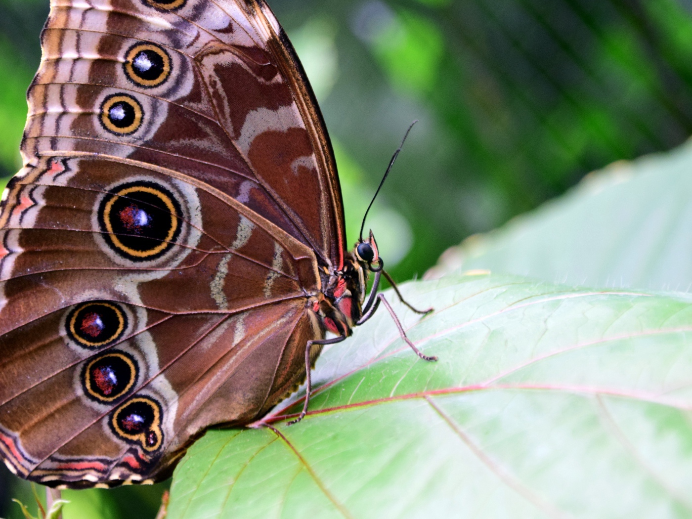Красивая бабочка Морфо Пелеида на листе 