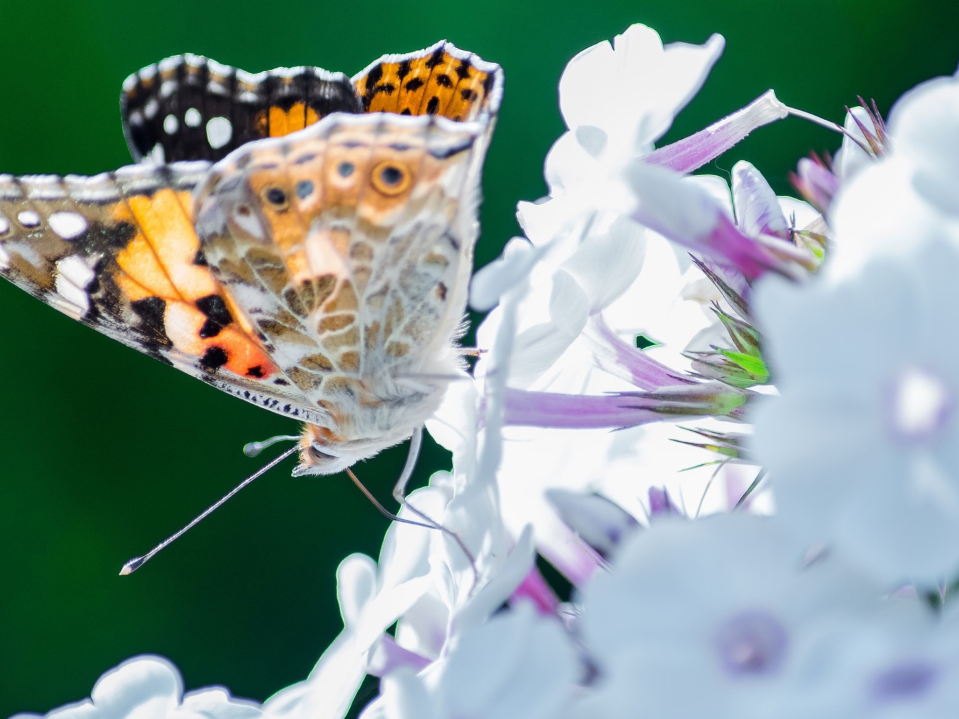 Красивая бабочка на нежном цветке 