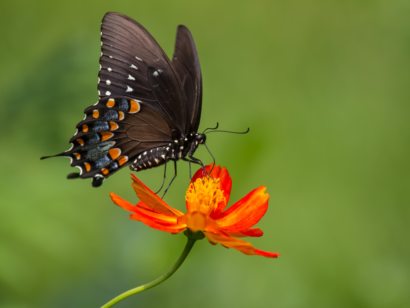 Красивая бабочка сидит на оранжевом цветке