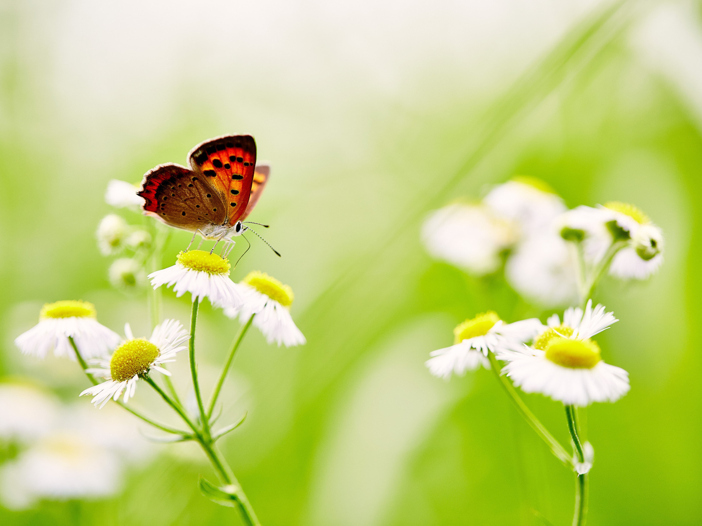 Бабочка сидит на белой ромашке 