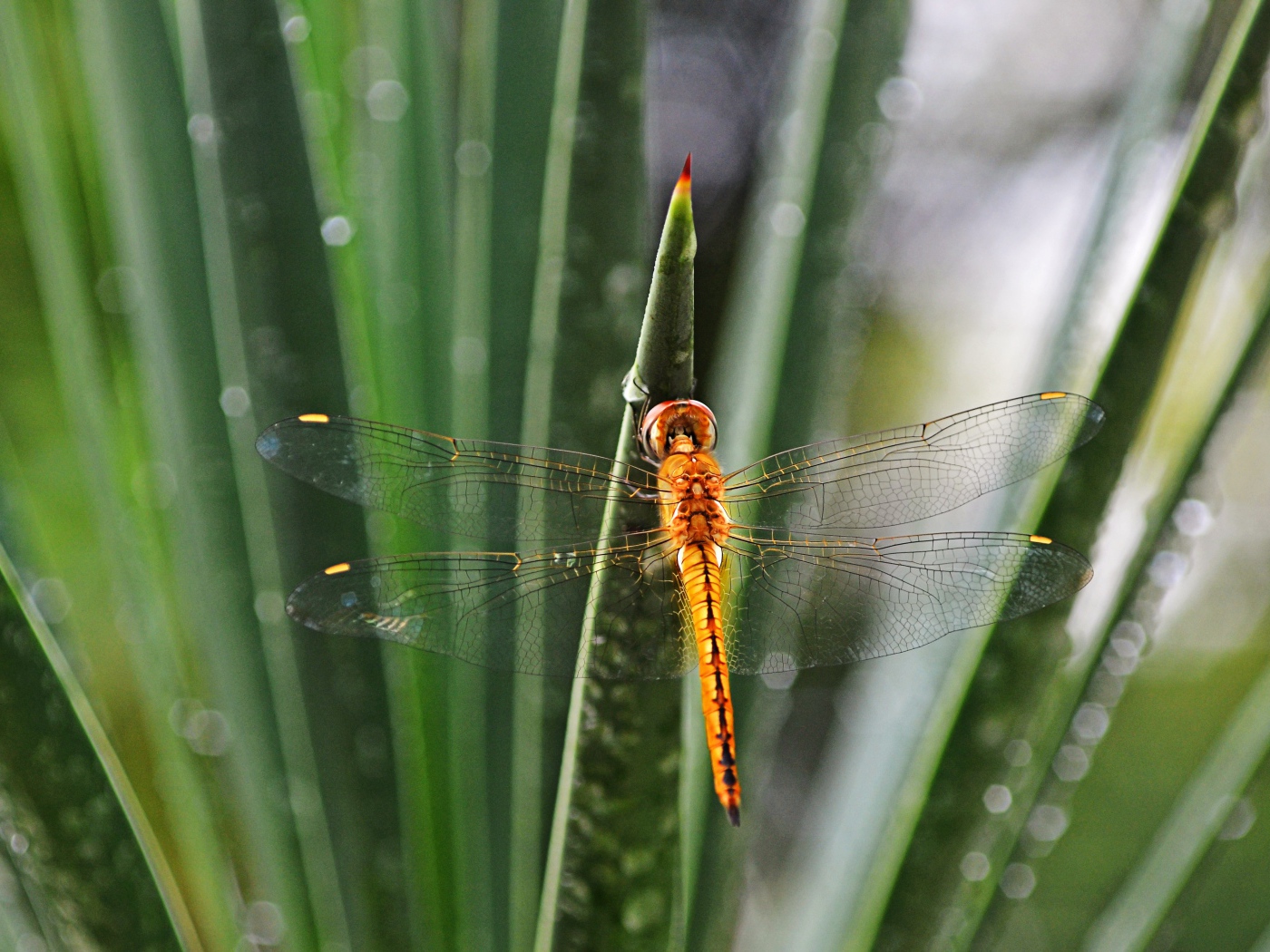 Оранжевая стрекоза на зеленом листе 