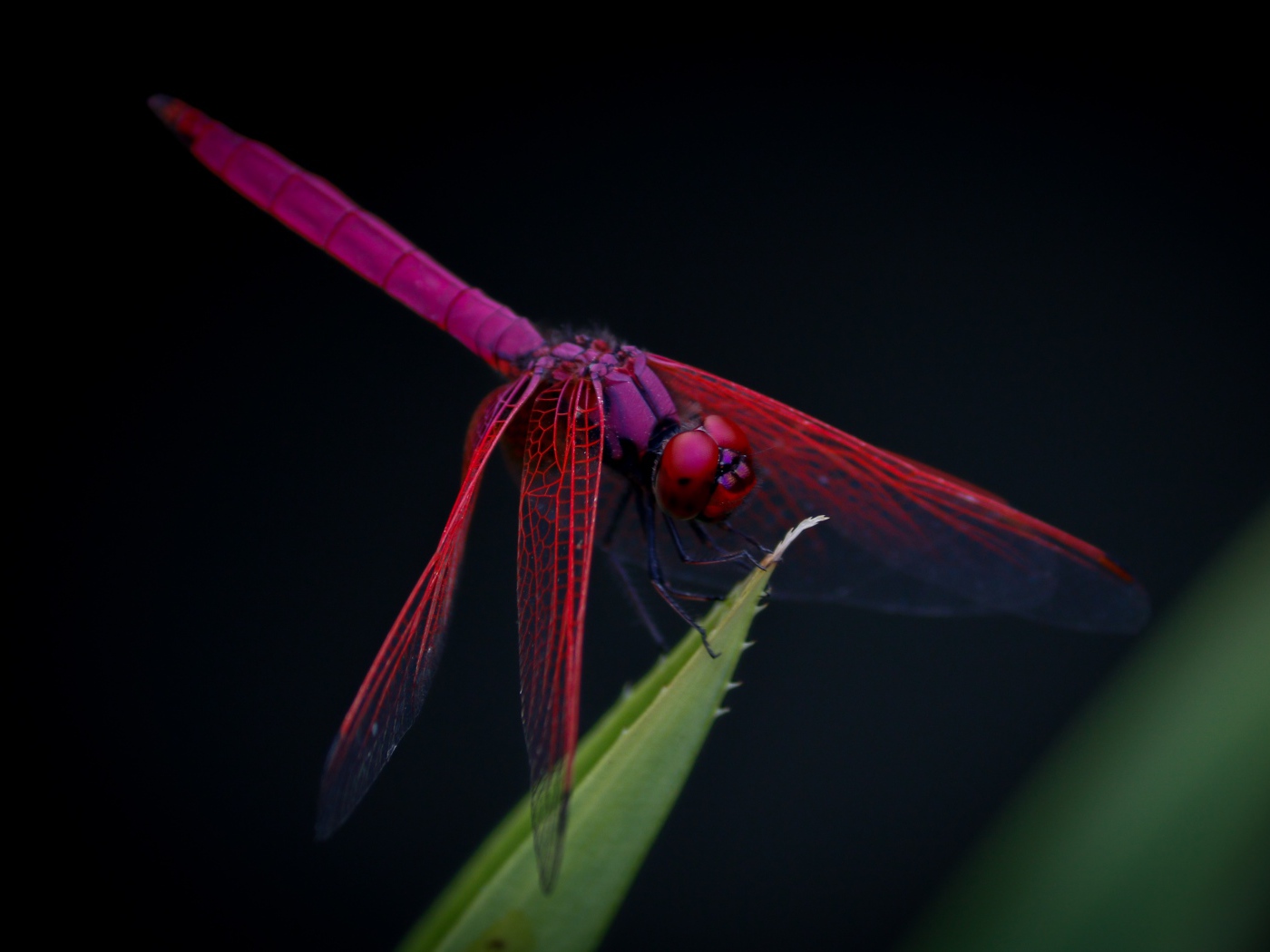 Красная стрекоза сидит на зеленом листе