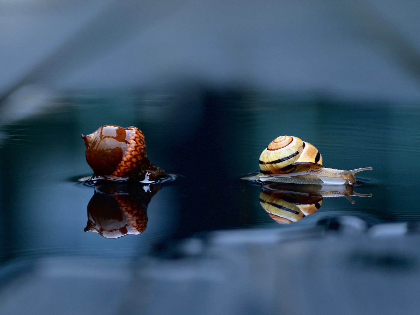 Улитка и желудь лежат на мокрой земле