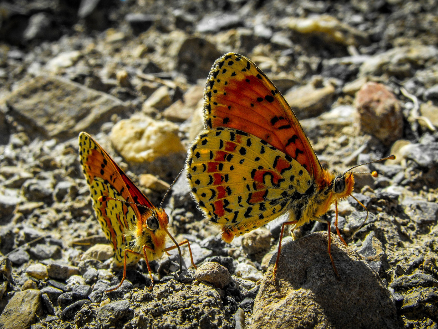 Две бабочки сидят на камне крупным планом