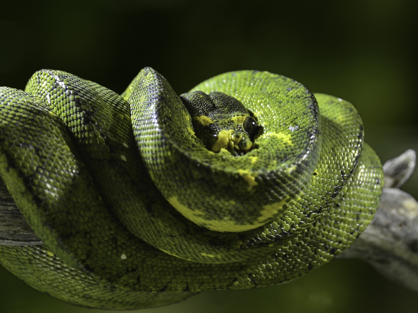 Красивый зеленый питон на ветке дерева