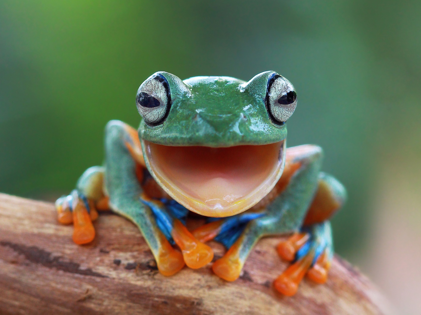 Забавная зеленая лягушка с открытым ртом