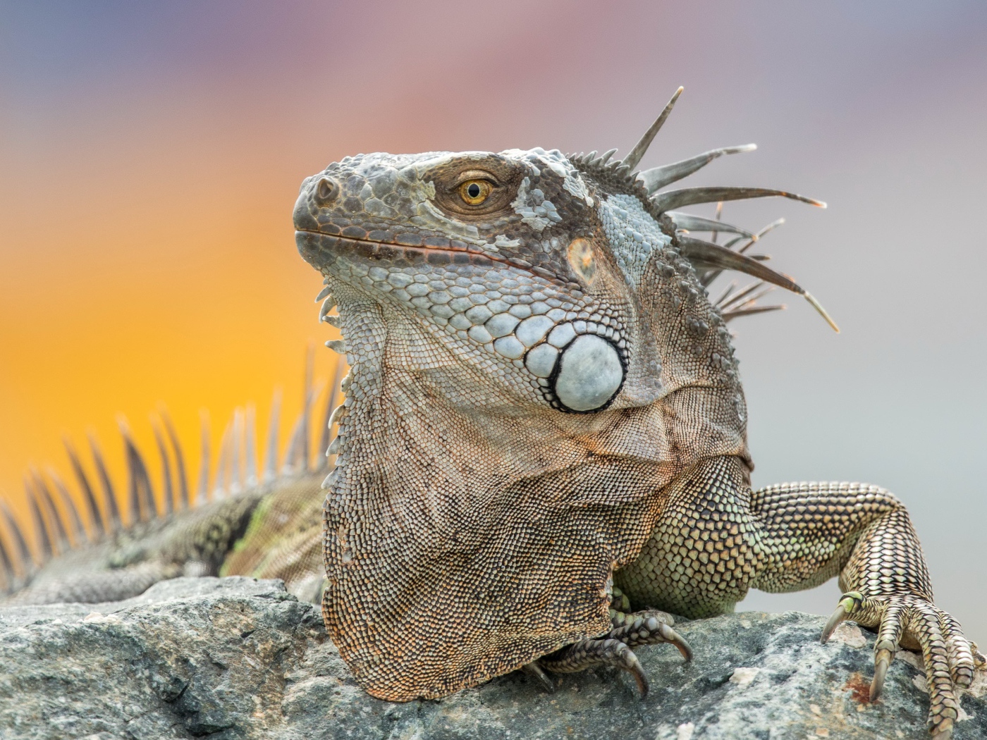 Серая игуана отдыхает на камне 