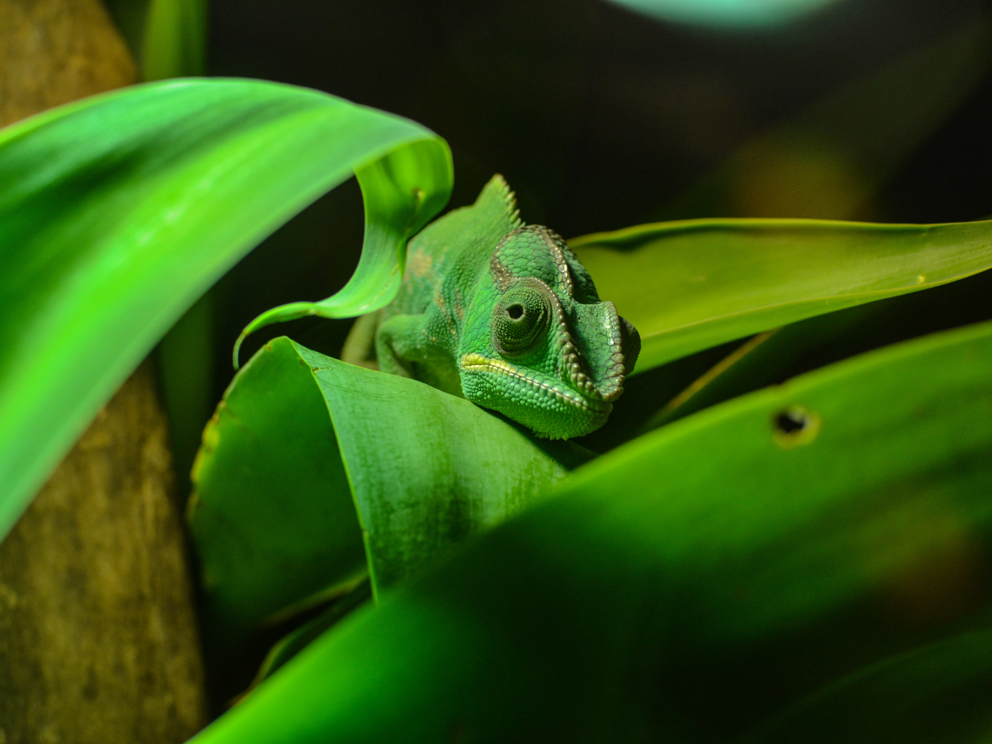 Зеленый хамелеон спрятался в зеленых листьях 