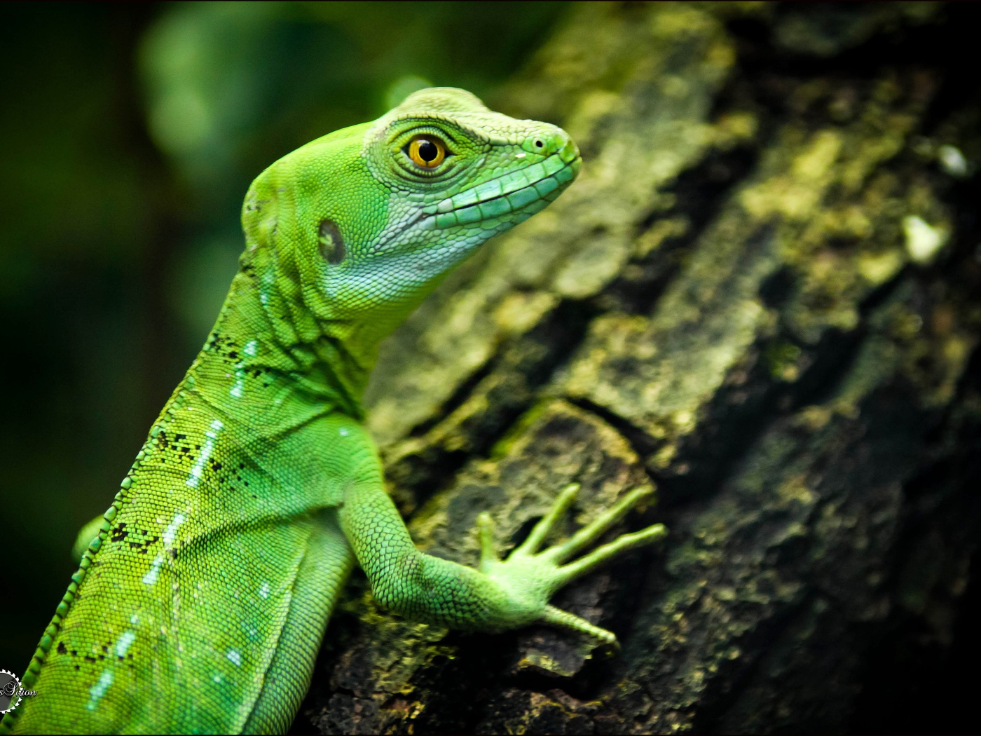 Зеленая ящерица с желтыми глазами на дереве 