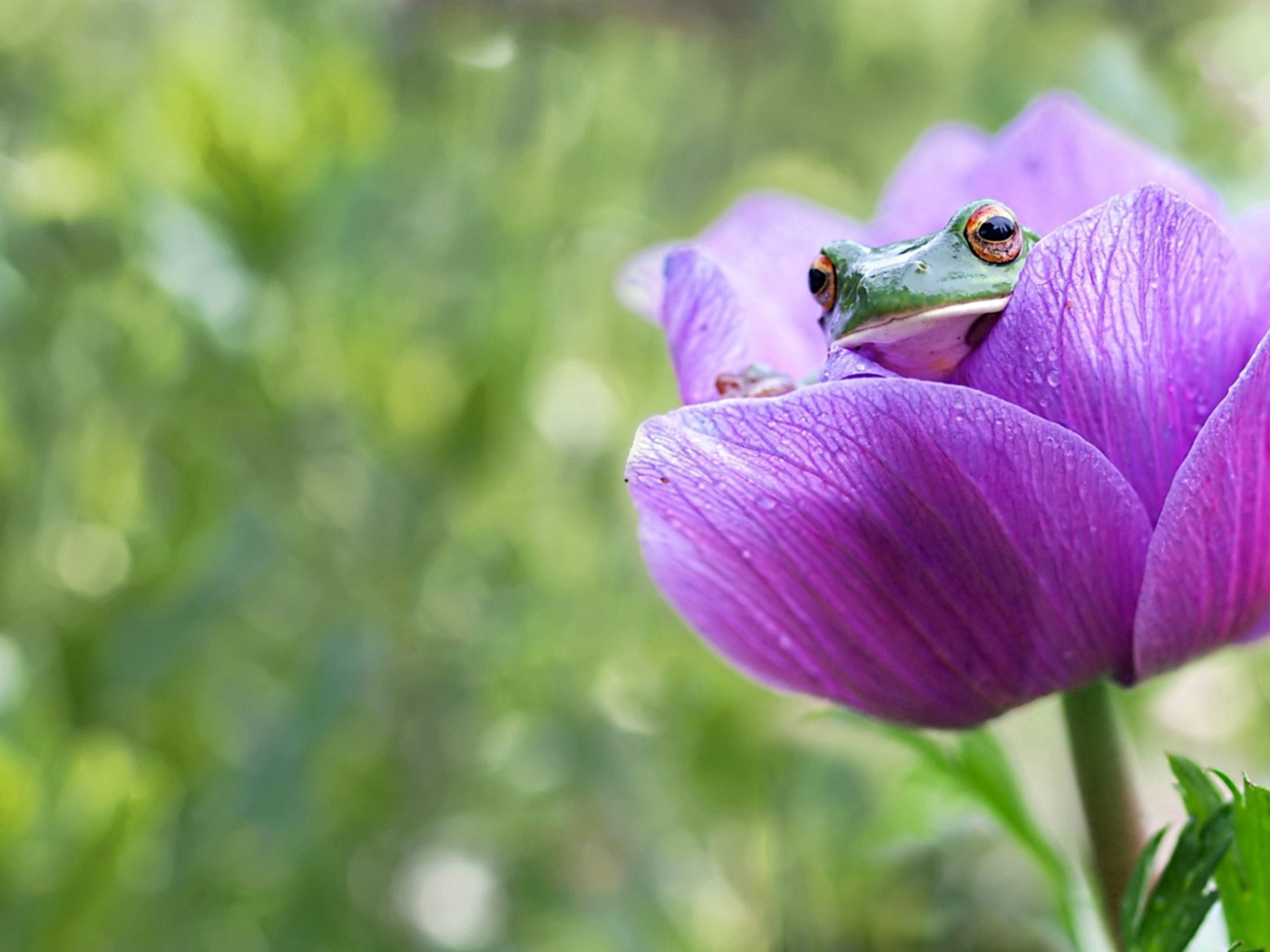 Лягушка сидит в сиреневом цветке 