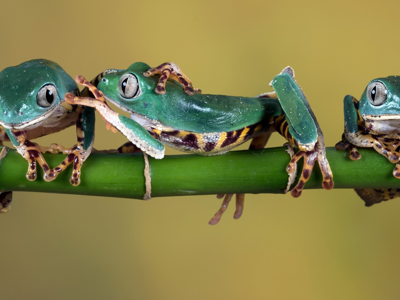 Три зеленые лягушки сидят на зеленой ветке