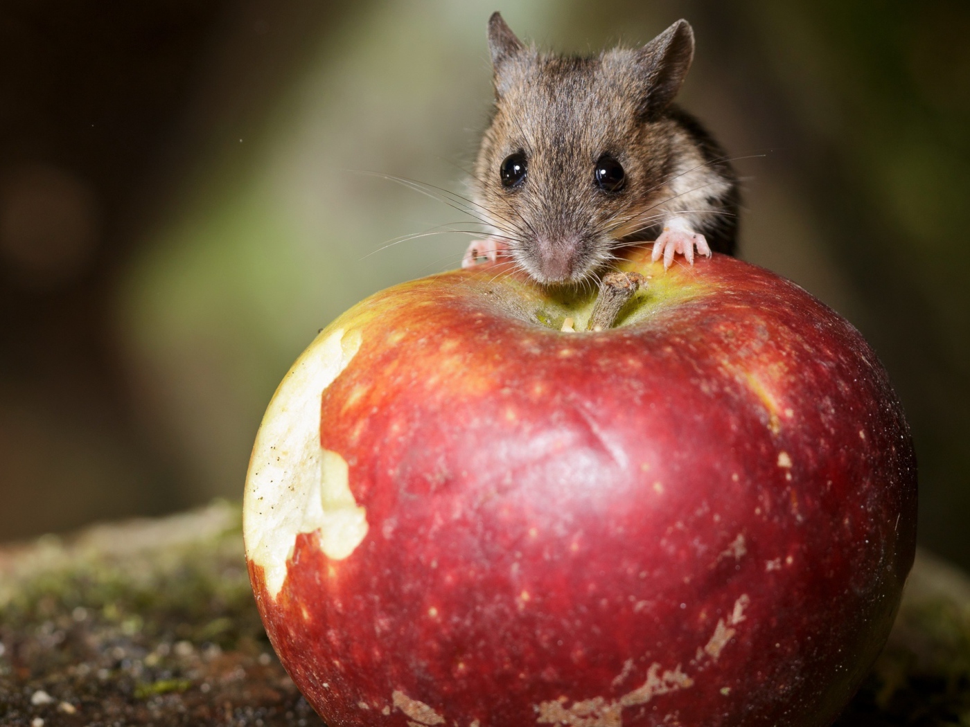 Маленький мышонок сидит на большом красном яблоке 