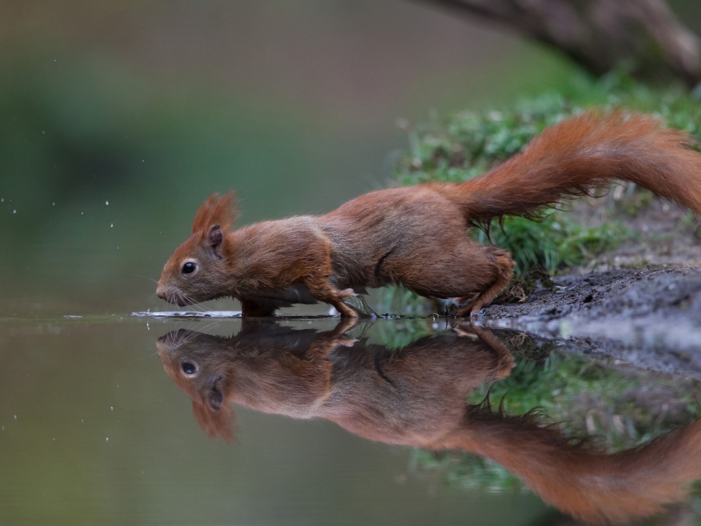 Маленькая рыжая белка у воды 