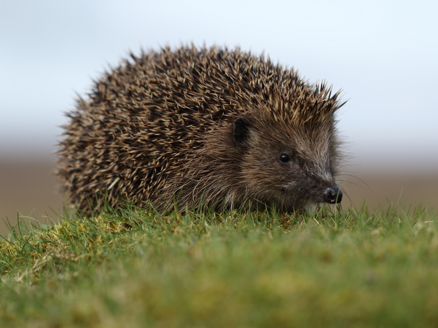 Большой колючий ежик в зеленой траве 