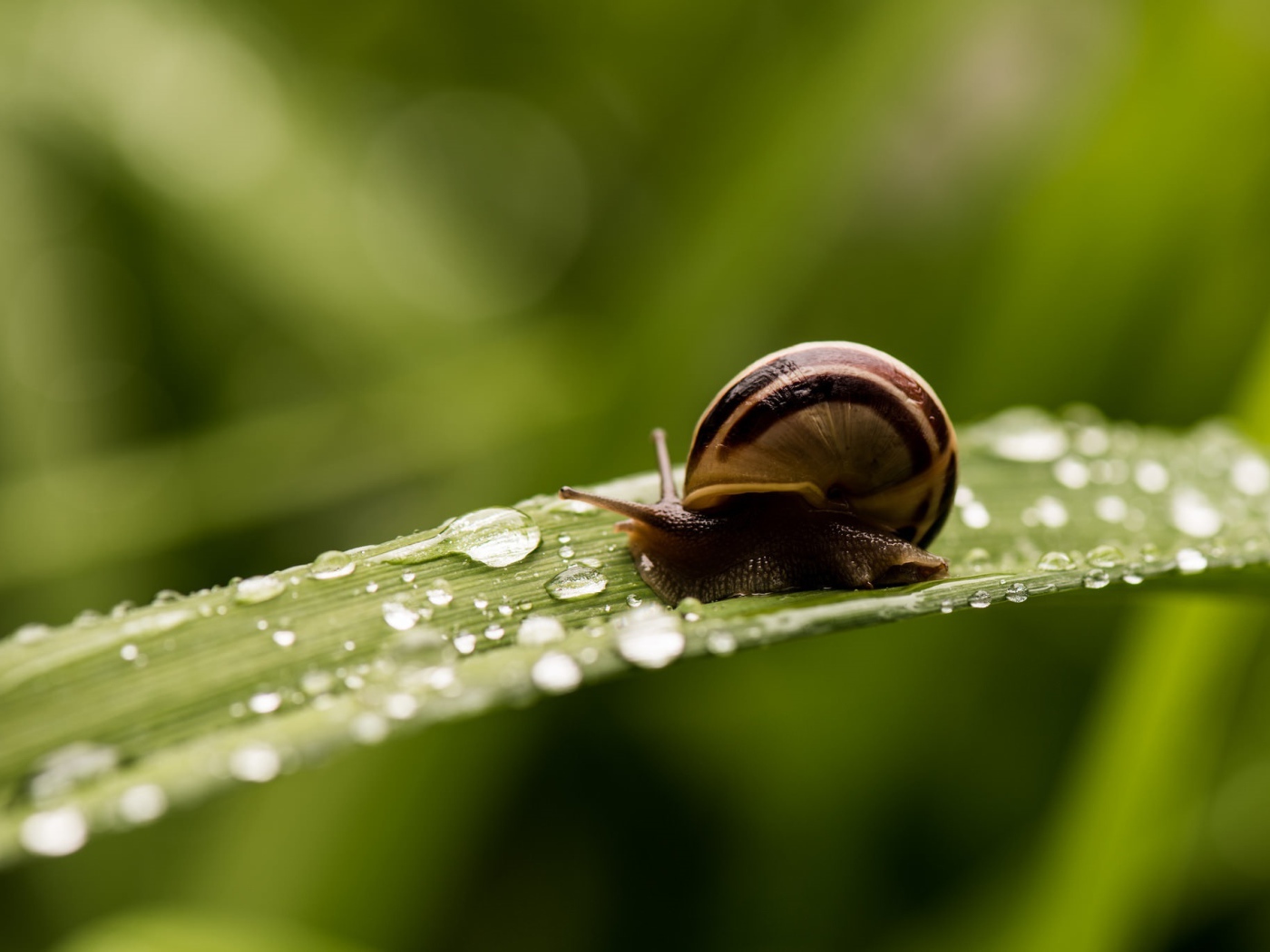 Улитка сидит на покрытом росой зеленом листе