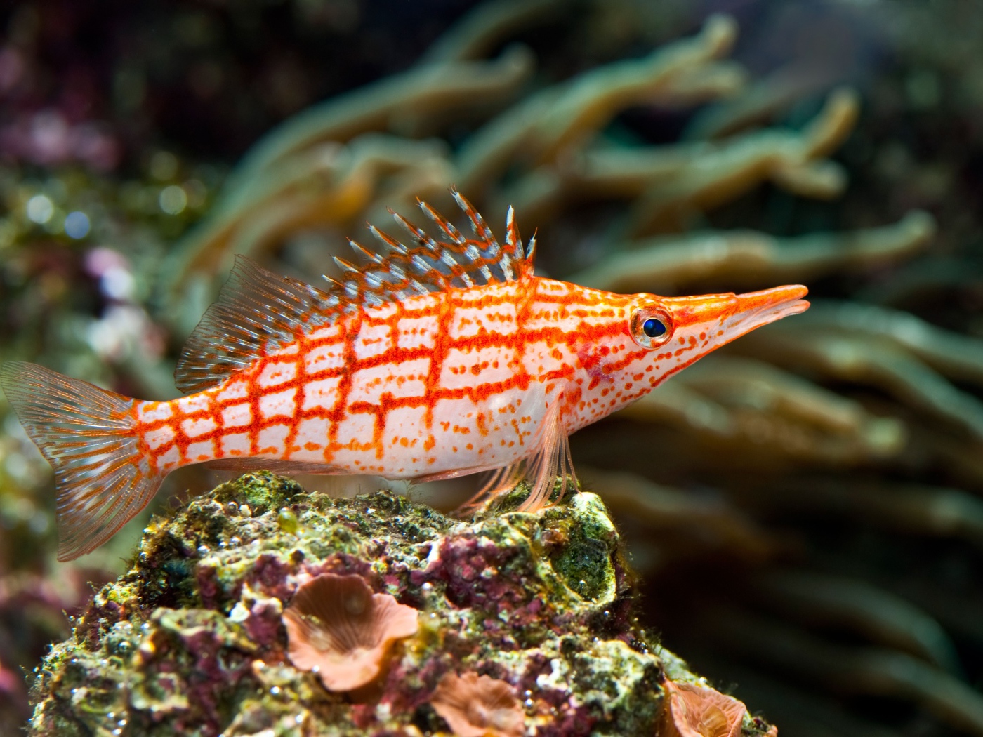 Красивая рыбка Длиннорылый кудрепер под водой