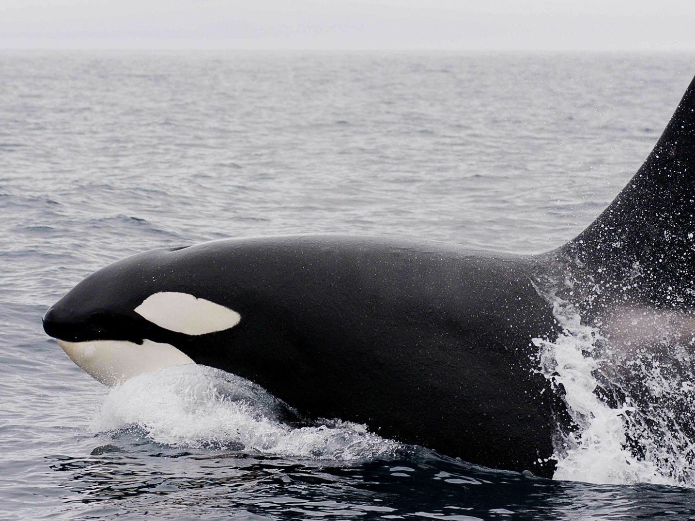 Большая касатка в воде 