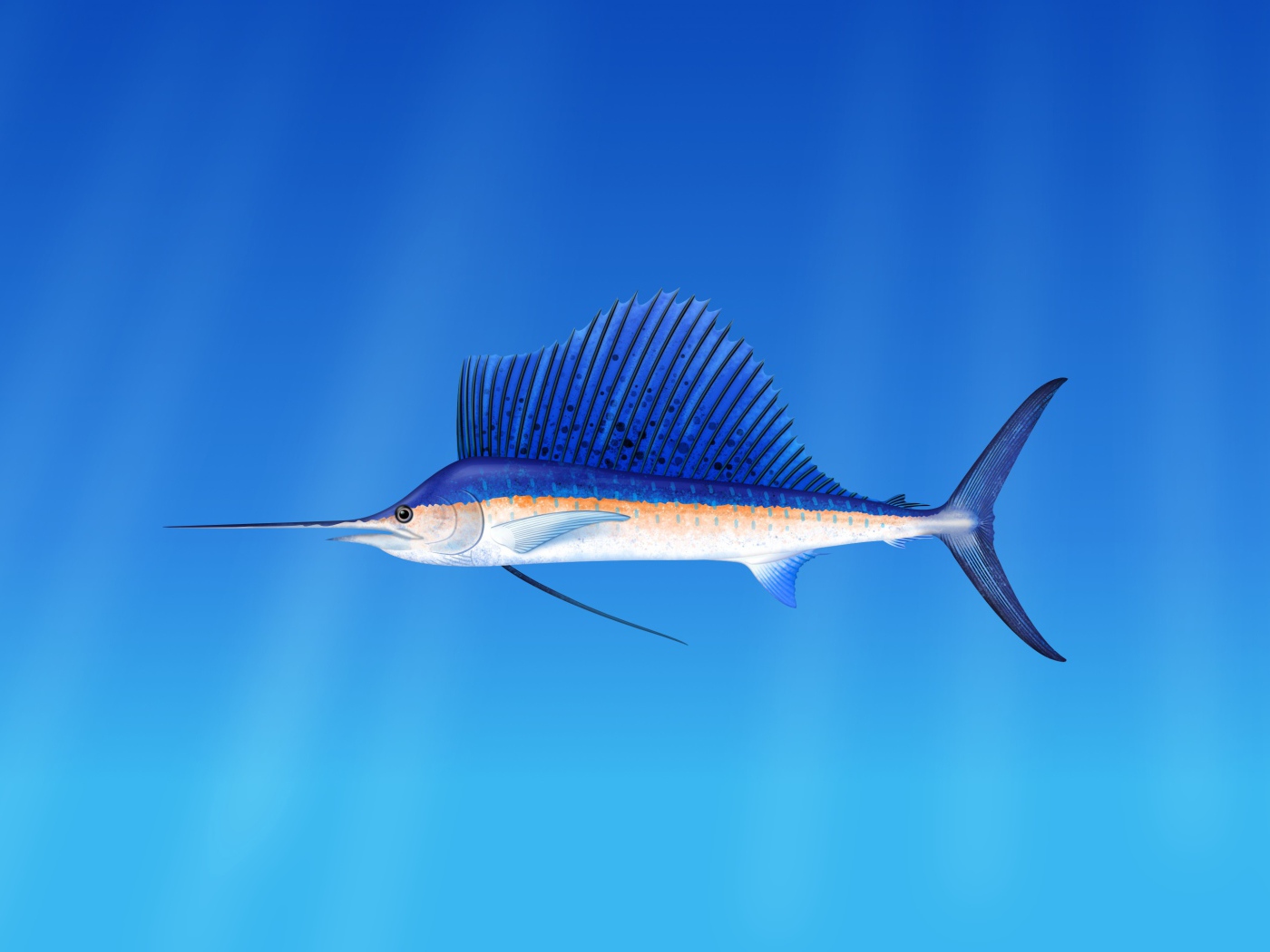 Морская  рыба марлин  на голубом фоне 