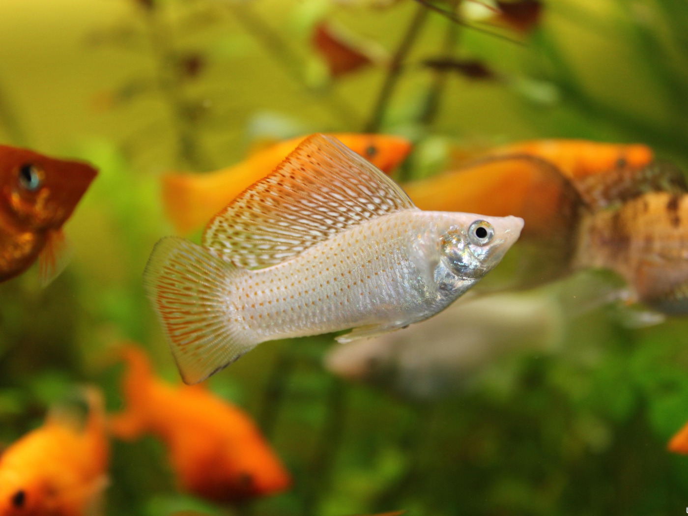 Серебристая аквариумная рыбка Моллинезия 