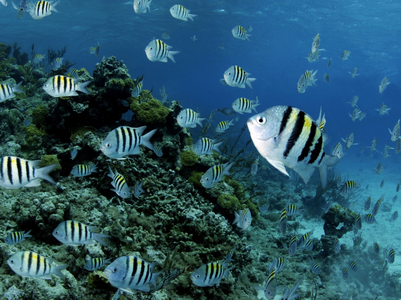 Полосатые рыбки в воде 