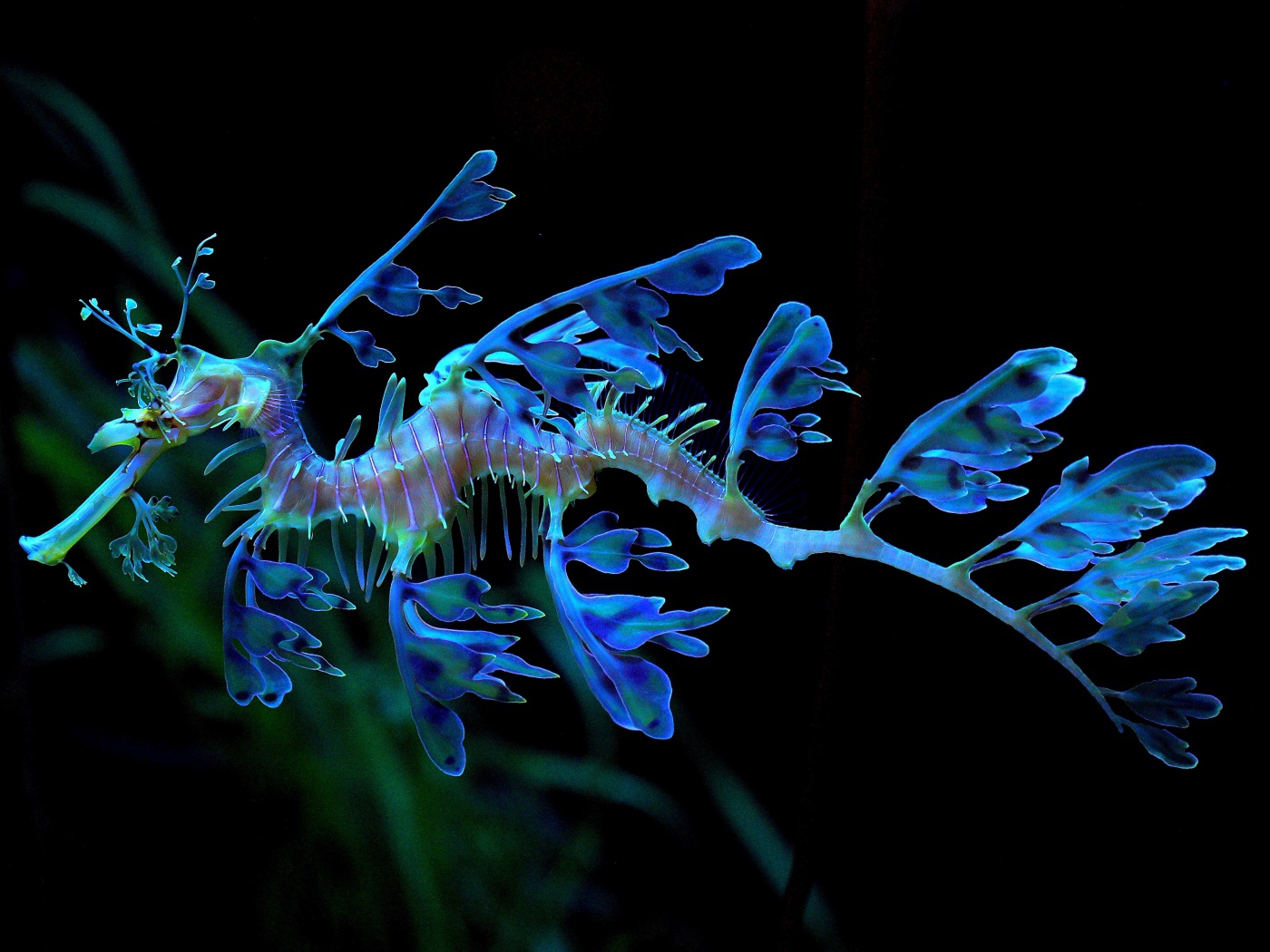 Необычный голубой Морской конёк-тряпичник 