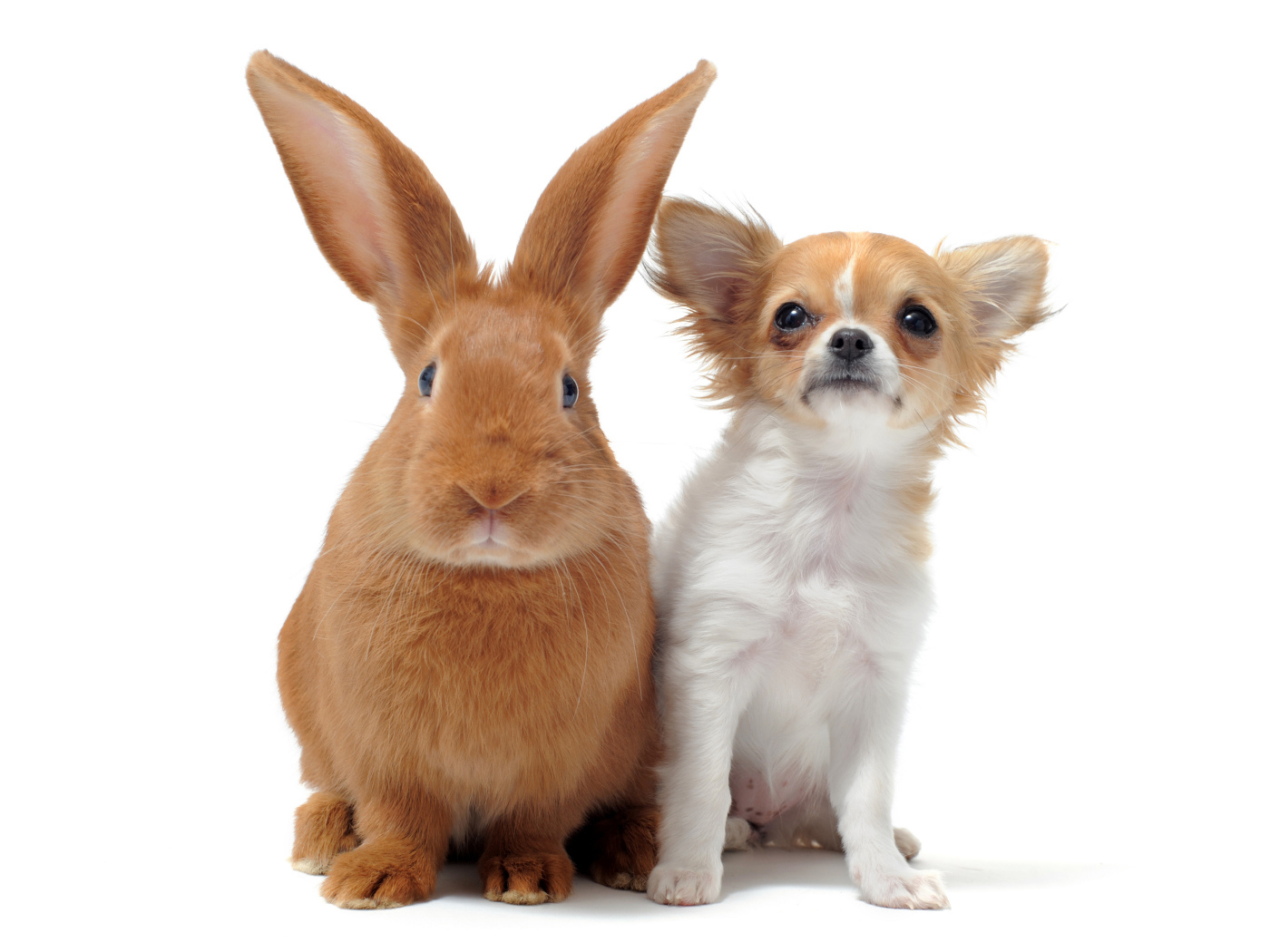 Большой рыжий кролик и чихуахуа на белом фоне
