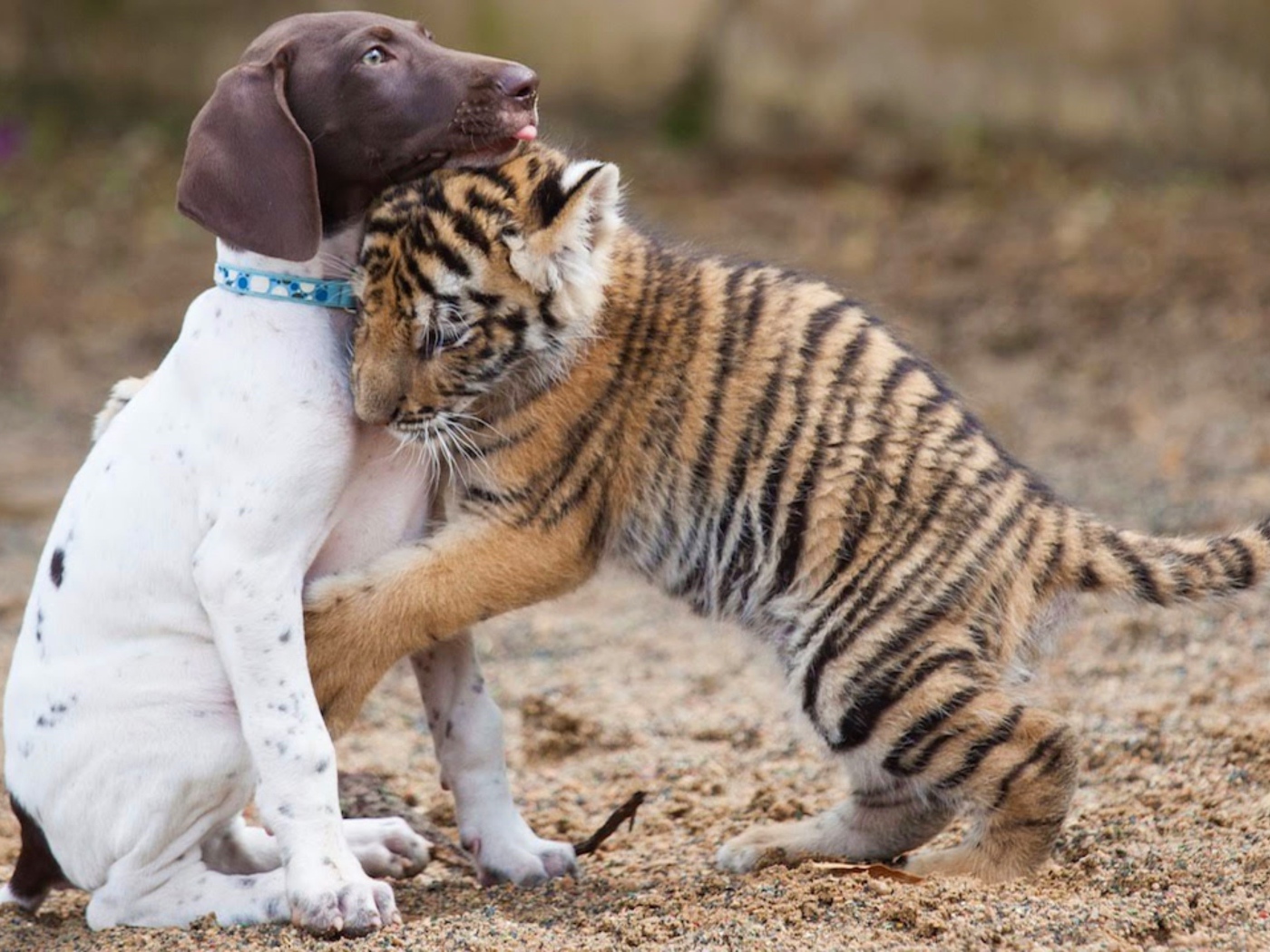 Маленький щенок и тигренок обнимаются