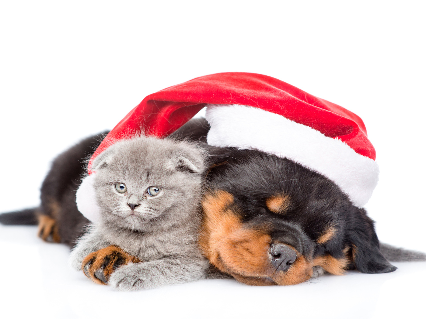 Спящий щенок ротвейлера в красной шапке Санта Клауса с серым котенком на белом фоне