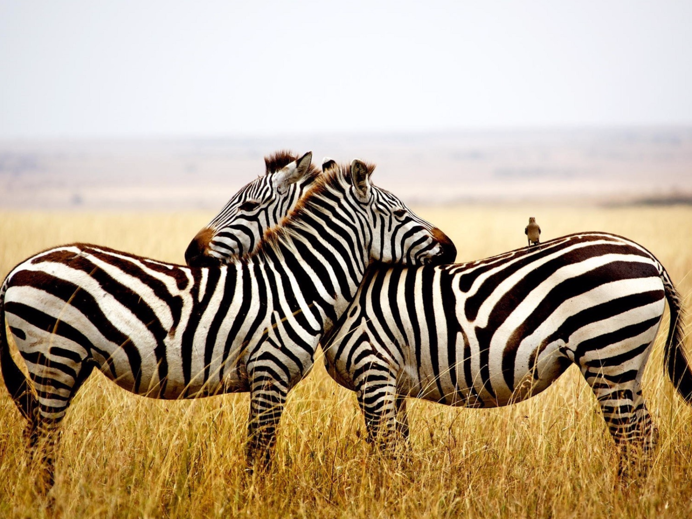 Две полосатые зебры в сухой траве 