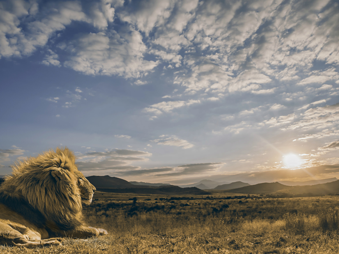 Большой лев смотрит на восход солнца в небе 