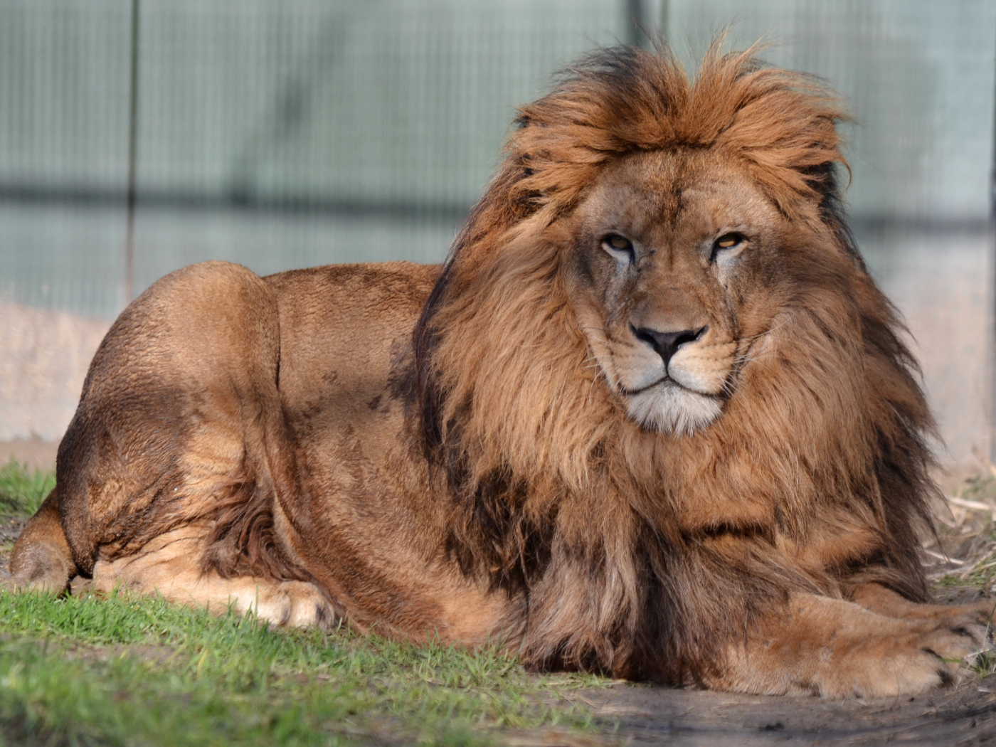 Большой лев с серьезной мордой