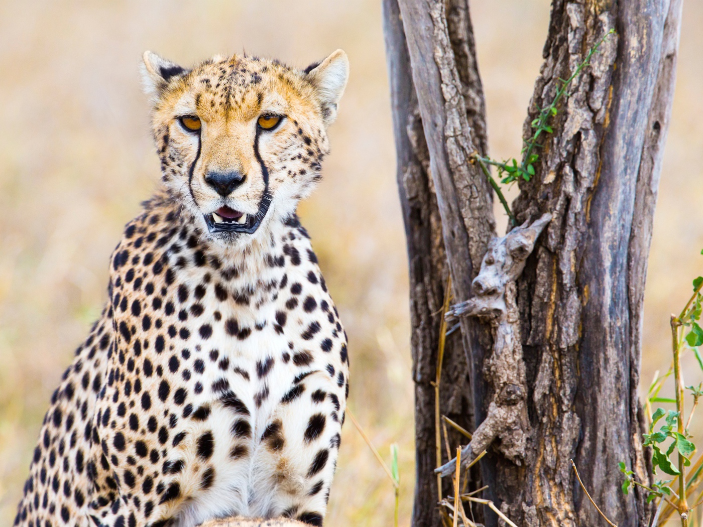 Грациозный гепард сидит у сухого дерева