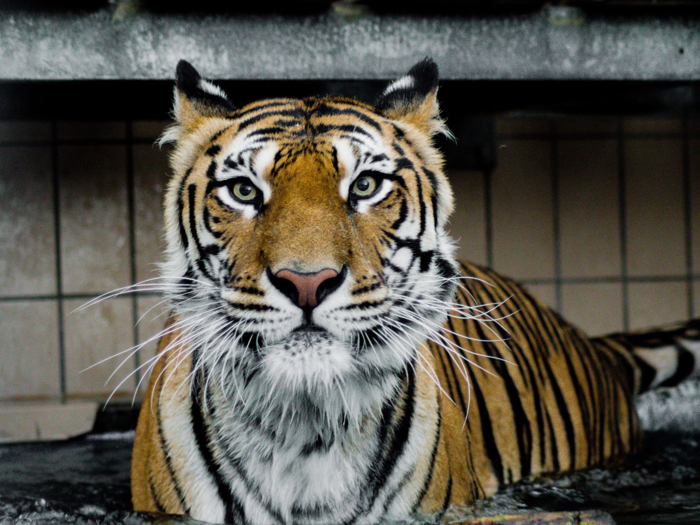 Большой хищный тигр стоит в воде