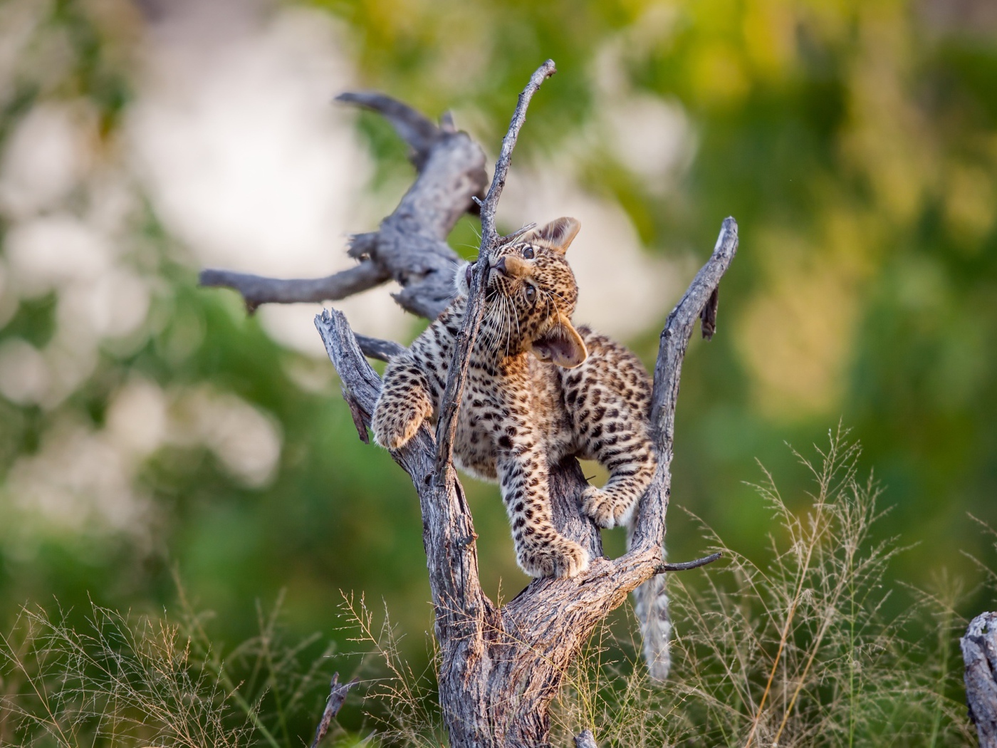 Маленький милый леопард играет на сухом дереве