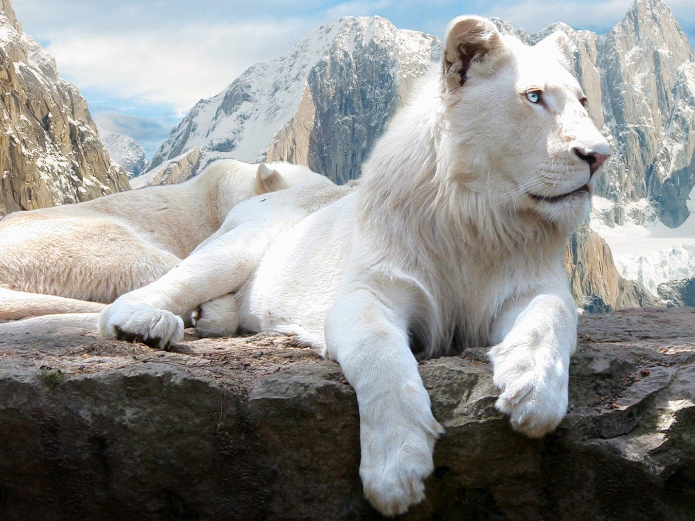 Голубоглазая белая львица на камне  